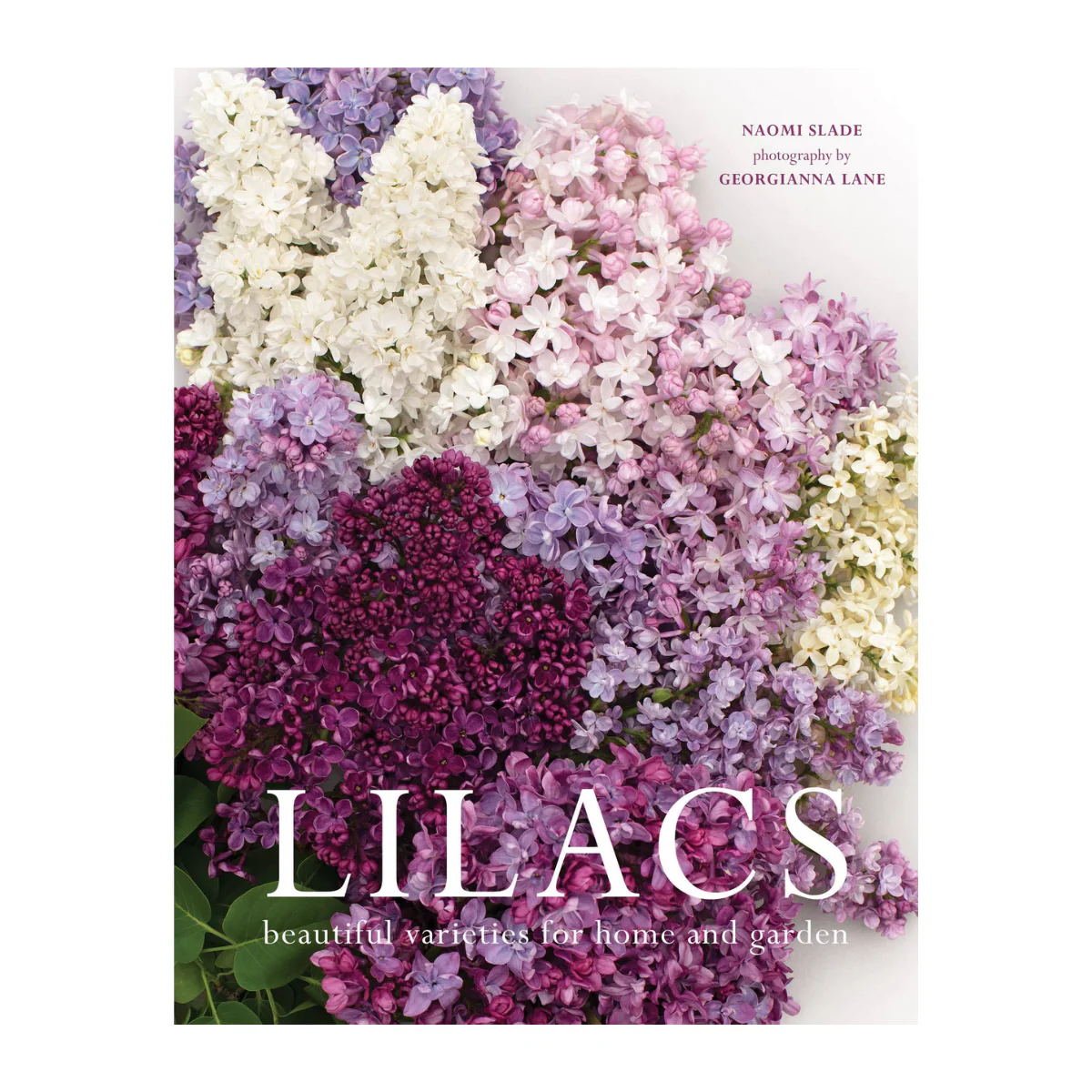Lilacs: Beautiful Varieties for Home & Garden