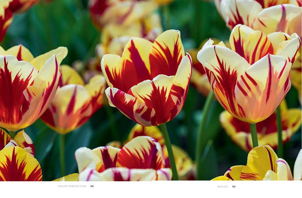 Tulips Hardcover Book - Image 4